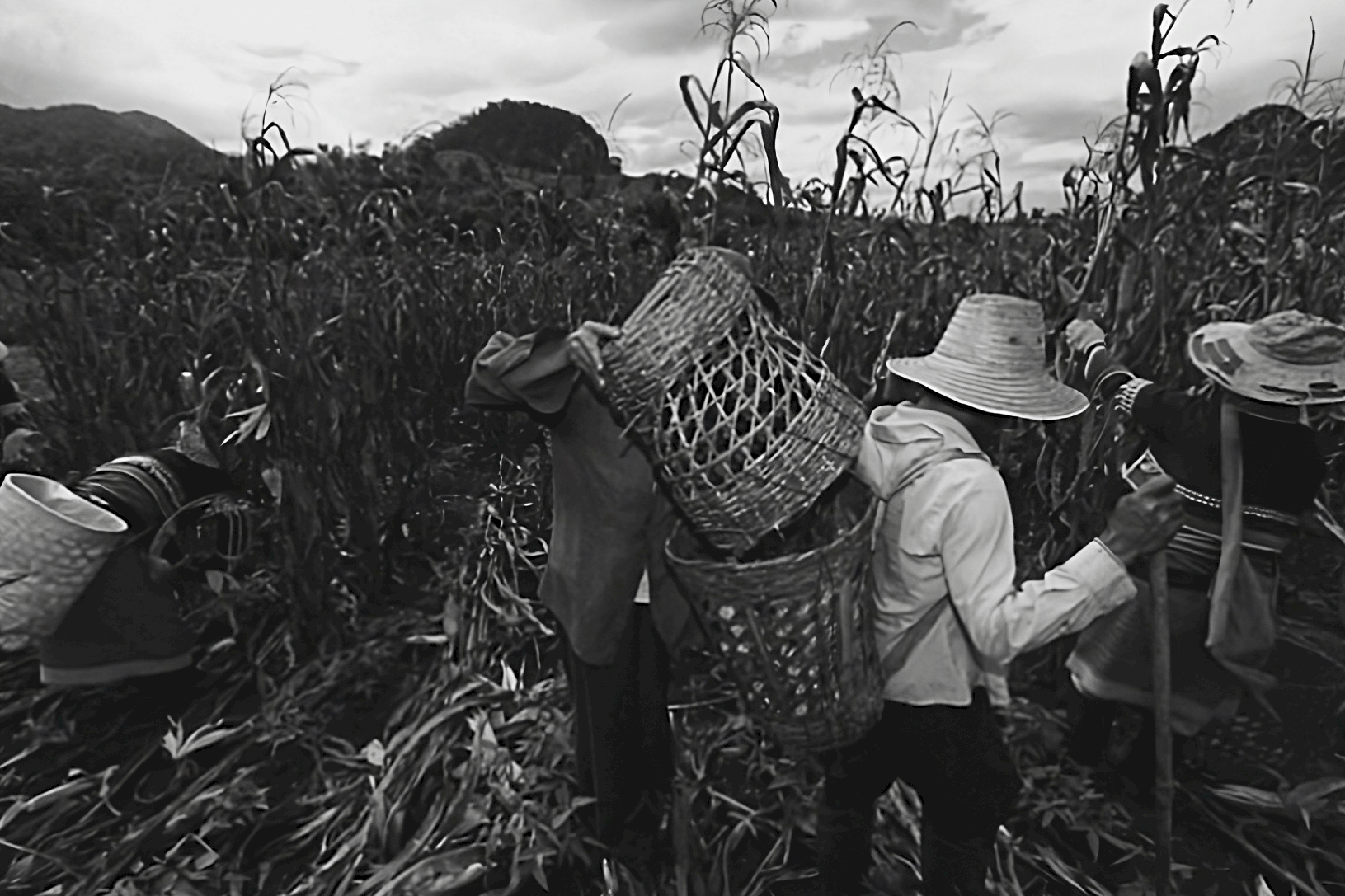 sejarah hari tani Indonesia