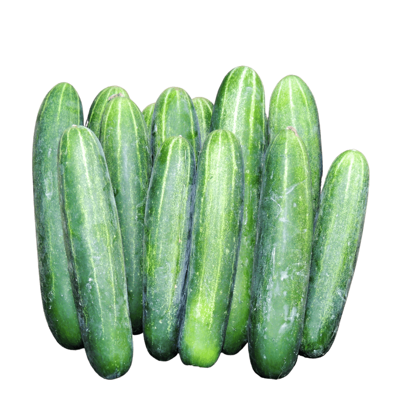 Cucumber