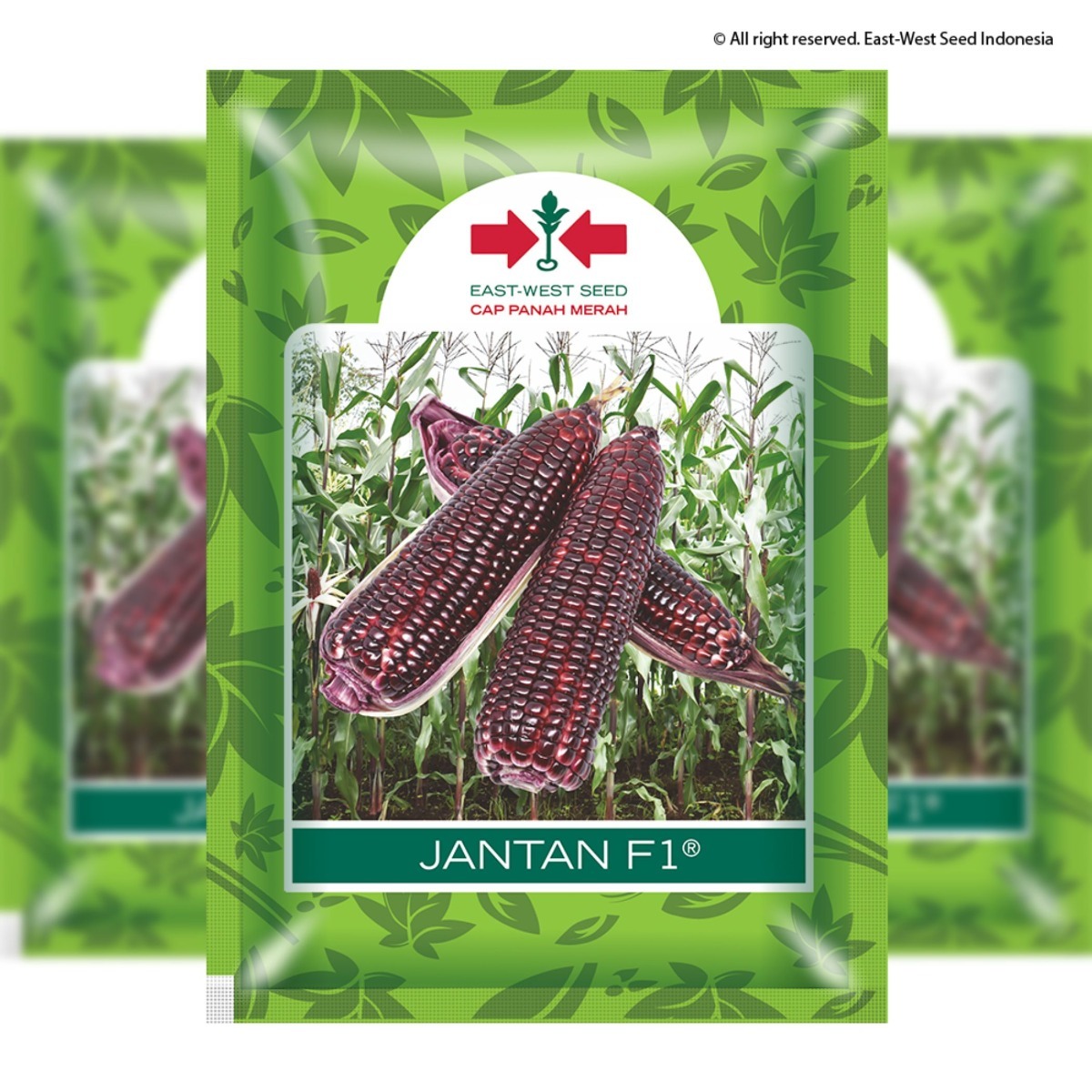 JANTAN