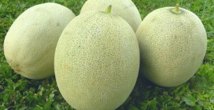 Melon (Eng)