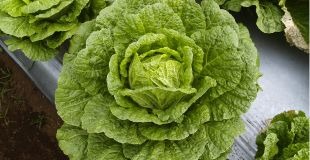 Chinese Cabbage