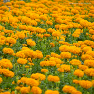 Bunga Marigold